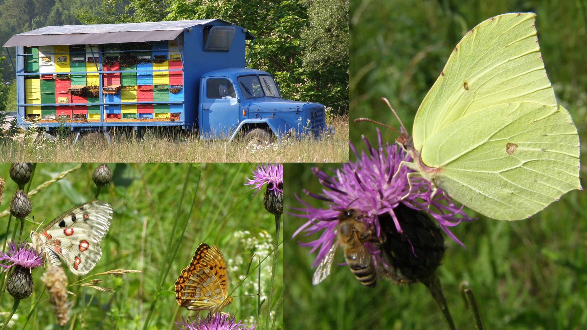 Bloemen reizen de hele wereld rond In Nederland zijn we erg verwend en kunnen we door het gehele jaar alle soorten bloemen krijgen. Alleen er wordt niet stil gestaan dat door het gehele jaar niet alle bloemen vanzelf op komen en de bloemen die niet uit het seizoen komen wat duurder zijn. Daarvoor is het buitenland de oplossing omdat het daar het grootste deel van het jaar warm is. Vooral in Afrika, Kenia en Ecuador het de langste tijd warm is waardoor het zaadje sneller tot een plant en bloem op groeit. En het daar voor ons nog heel betaalbaar is, omdat daar nog steeds aan slavernij wordt gedaan omdat het arme landen zijn. Wij daar van kunnen profiteren. De Roos wordt in Nederland het meest verkocht. Uit Kenia komen de meeste kleine bloemige rozen omdat het een snelle productie is. die het minste tijd nodig hebben om te groeien. Helaas worden die vol gespoten met gif om de houdbaarheid goed te houden en het zo goedkoop mogelijk te houden. Deze klein bloemige rozen groeien gemiddeld 2 tot 3 weken op, waardoor ze niet sterk zijn en de knop geen stevigheid krijgt om te groeien en bloeien. Omdat het bijna bandwerk is. Thuis op de vaas zal daar ook niet veel mee gebeuren, omdat zoals wij dat zeggen (als echte bloemisten) de bloem stijf staat van het gif. Daarnaast regelmatig jonge mensen aan sterven voor onze productie. Daarnaast verkopen wij Ecuador Rozen een betere kwaliteit. Die hebben wij zo genoemd omdat deze rozen dikkere knoppen hebben. Veel beter behandeld worden en in Ecuador de ruimte, goede grond en warmte is. Die krijgen ook meer de tijd om op te groeien en de knop voller en mooier te laten uit komen. Het enigste nadeel is omdat er vaak ook vochtigheid bij komt vanwege de temperatuur verschillen kunnen de rozen bruin worden, omdat ze vanbinnen rotten. Die krijgen gemiddeld 6 tot 8 weken de tijd om op te groeien. Daarnaast heb je de Nederlandse rozen die het minst zijn gespoten omdat wij bewuster met het milieu om gaan en er eigenlijk het liefst niet gespoten mag worden. Omdat het weer hier nogal wisselt duurt het langer voordat de roos tot bloei komt. Het voordeel is wel dat u geen gif in huis krijgt, maar wel een sterke bloem die bloeit en zelfs geurt! En zijn rozen eigenlijk alleen maar verkrijgbaar wanneer de tijd daarvoor rijp is. Gelukkig kunnen we veel met kassen waardoor er door het gehele jaar rozen verkrijgbaar zijn. Alleen we hebben wel te maken met het weer. Of er veel gestookt moet worden als het koud en nat is. Of dat de temperatuur op het gemiddelde blijft. Daarom werk ik graag met seizoen bloemen omdat ze dan sterker zijn, mooier uit komen, en u er langer van kunt genieten.  Zo werkt het met alle bloemen. Als wij geen bijen meer hebben zullen de bloemen ook verdwijnen! Zuurstof is erg belangrijk voor ons.